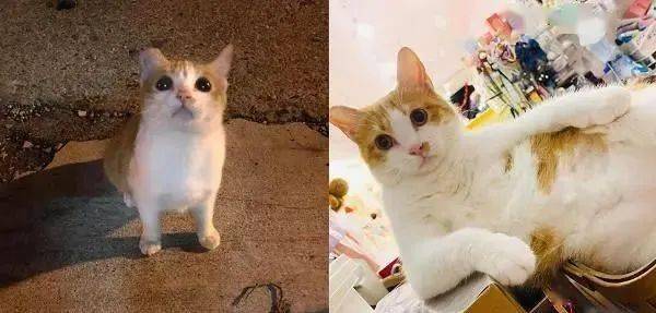 流浪猫可怜巴巴求收养,眼睛湿润惹人疼,被收养后露出真面目