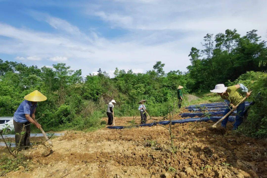 南宁村67林下套种让空闲地变致富地