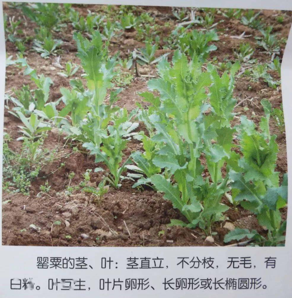 关于禁止非法种植罂粟等毒品原植物的通告