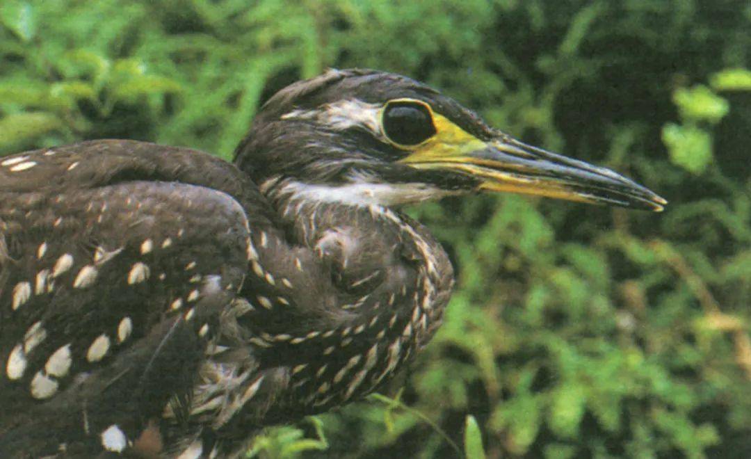 海南虎斑鳽.