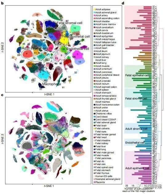 42分nature顶刊单细胞测序综述刷新你对人类细胞图谱的新认知下一波