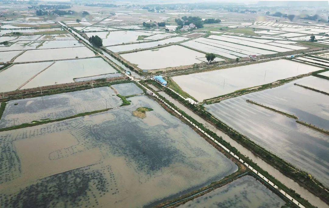 为了培育安全优质的小龙虾,  信良记在潜江开发了20万亩养殖基地.