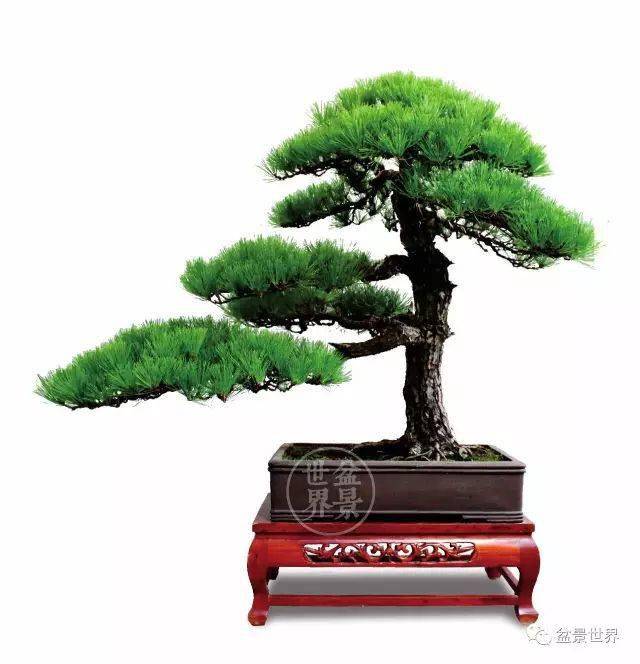 最美的100盆黑松盆景建议收藏