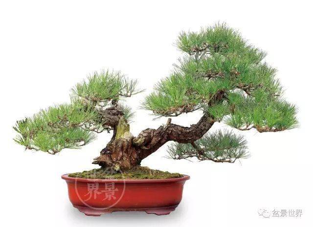 最美的100盆黑松盆景建议收藏