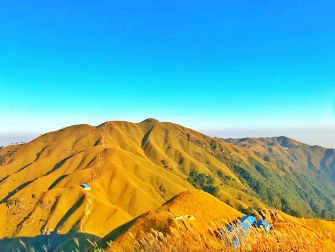 在太阳之下闪闪发光金灿灿的山脉,高山草海慢慢变黄了秋天的武功山  