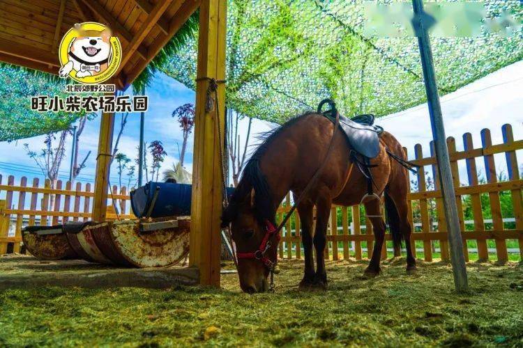 10 项目丰富多彩的活动旺小柴的农场乐园点击小程序即可抢购新店开业