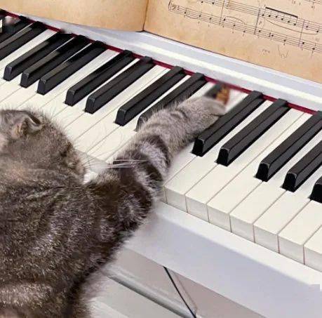 铲屎官以为猫咪在弹钢琴,原来是在抓蟑螂