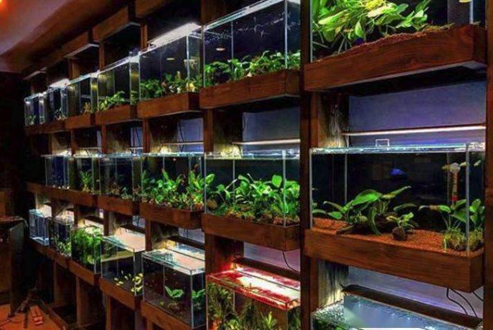 带您看点不一样的外国的水族店里都有啥