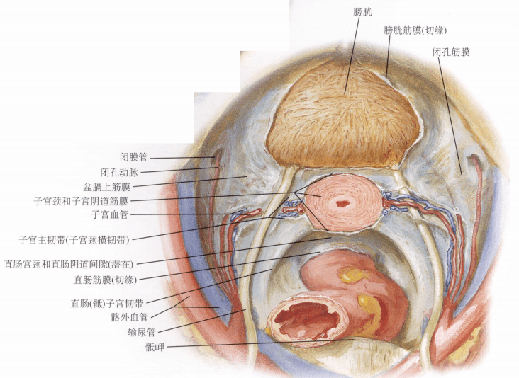 人体解剖学:女性生殖器 | 阴道