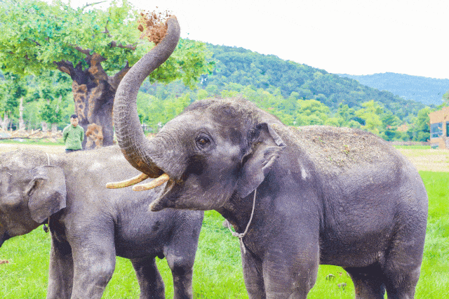 各类珍稀野生动物近百种  有顽皮的棕熊,典雅的黑天鹅 成双入对的鸳鸯