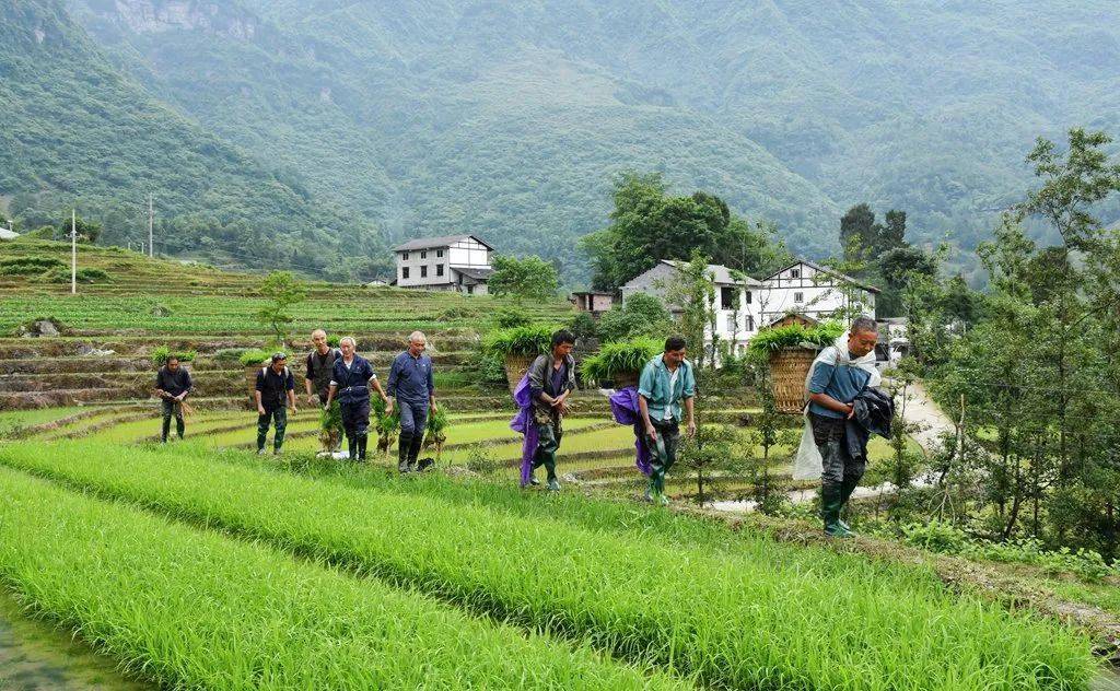 道真杠村村:贡米基地插秧忙_三桥镇