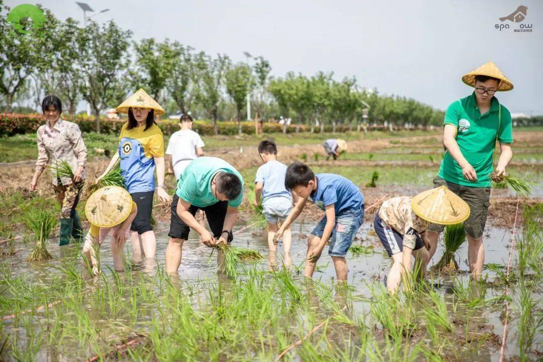 米君喊你来玩耍丨端午插秧解锁初夏乡间农趣