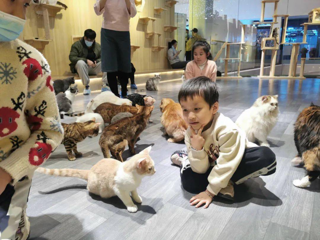广西首家"猫咪博物馆"登陆南宁万达茂,假期溜娃撸猫打卡好去处!
