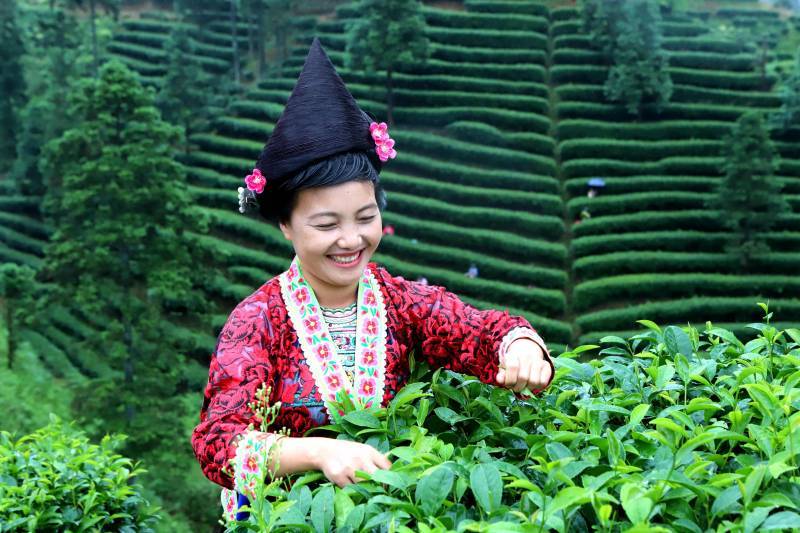 融水地处广西柳州北部山区,县内生态环境良好,拥有有丰富的野生茶