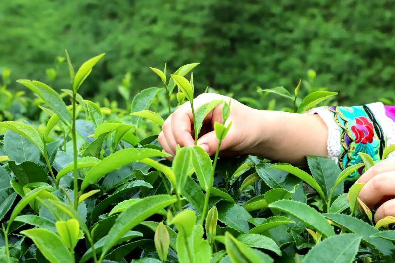 广西融水:茶农踏晨忙采茶