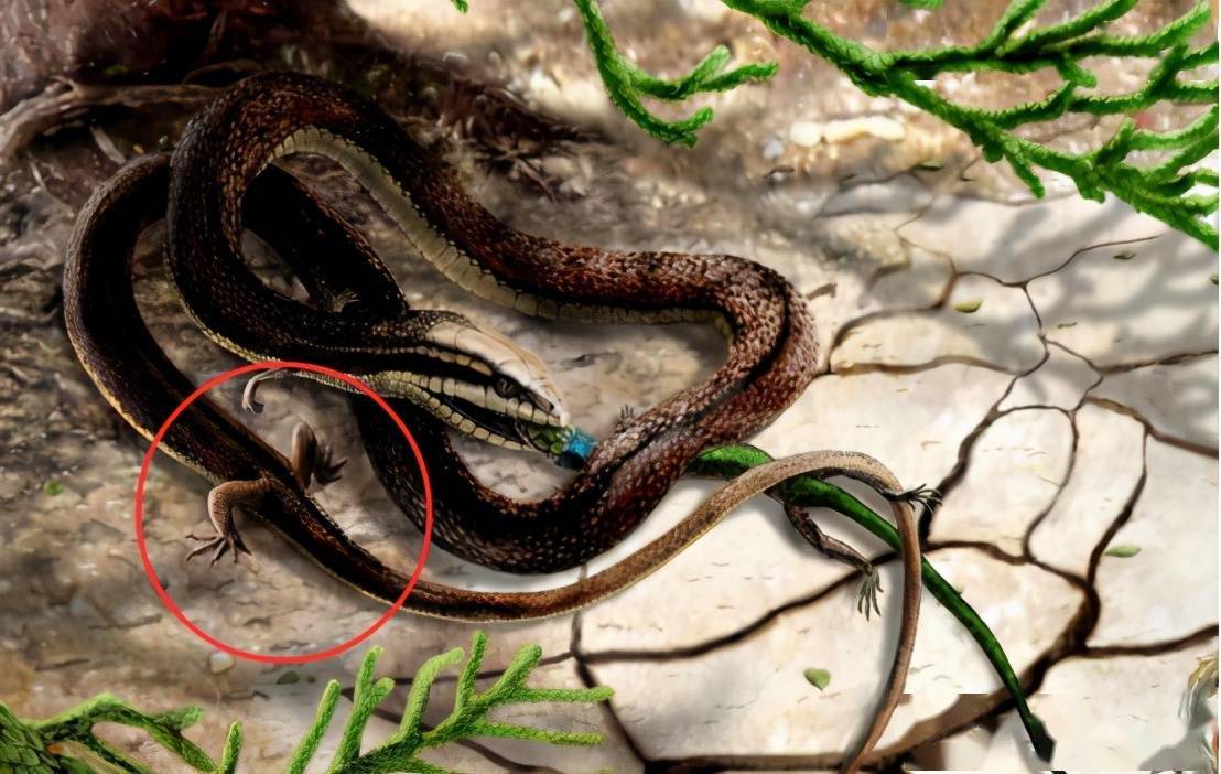 蛇的祖先是谁?