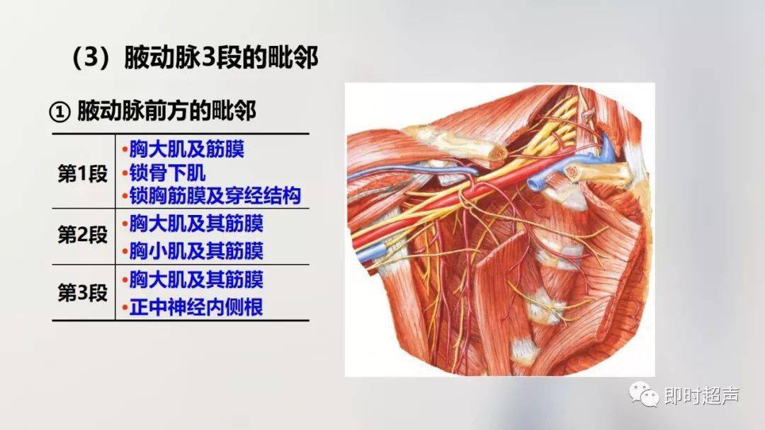 肩 部(一) 概 述为适应上肢精细运动和灵敏感觉功能,手部神经,血管