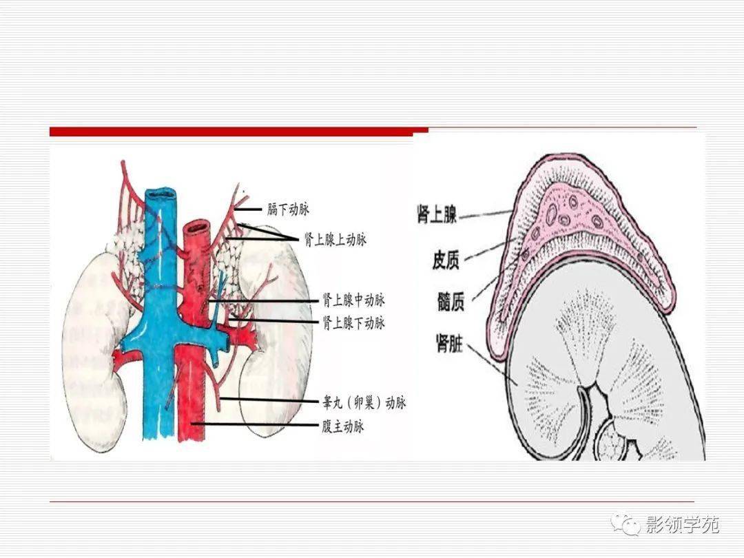 肾上腺解剖及病变影像表现