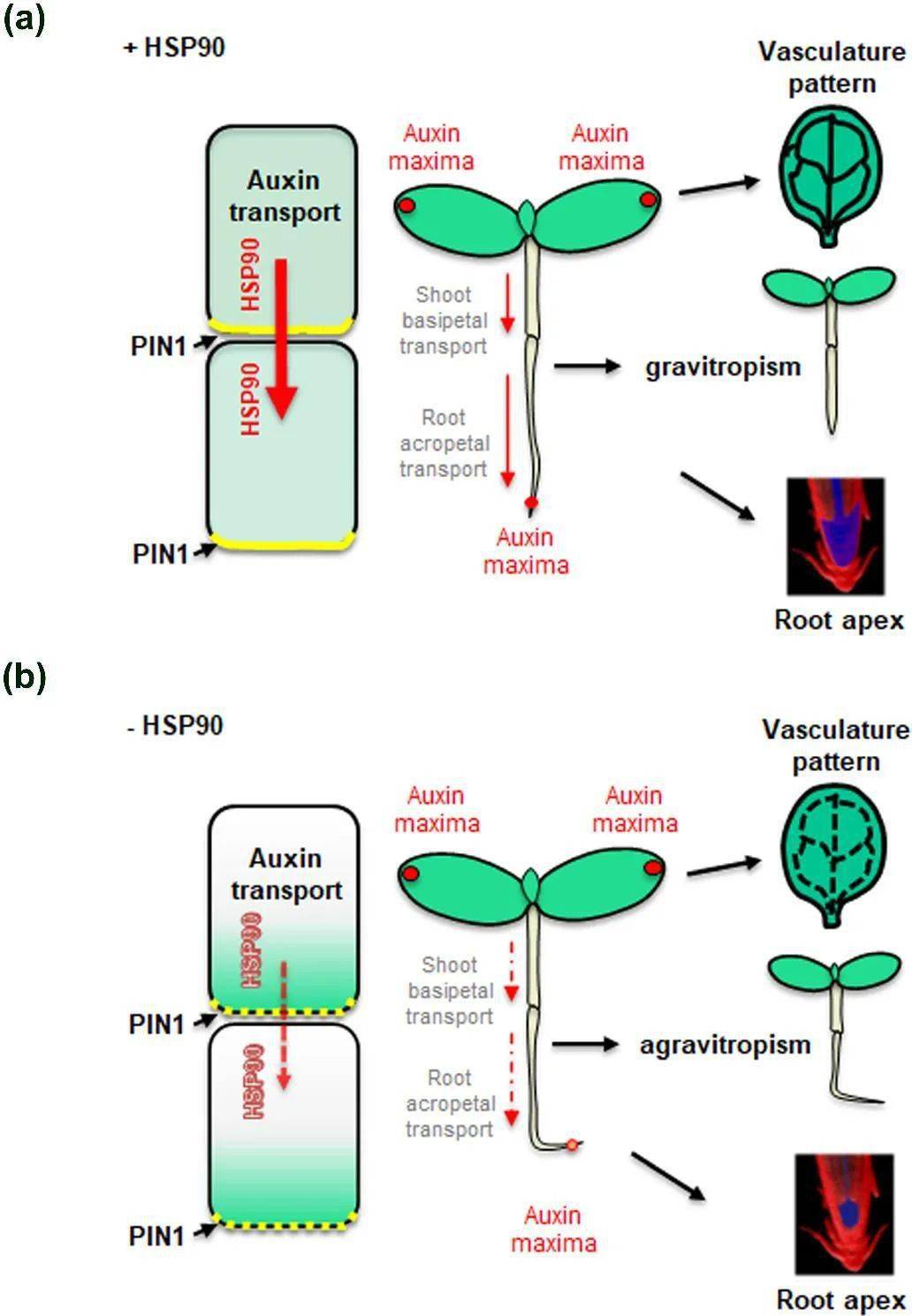 new phytologist | 拟南芥hsp90分子伴侣调控生长素极性运输的分子