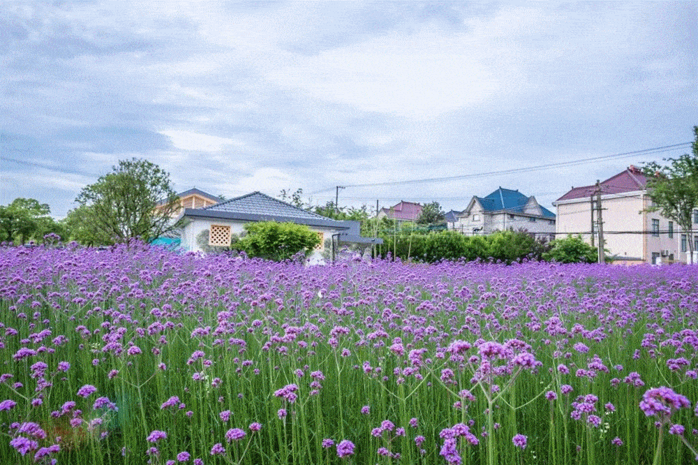 采花的蜜蜂蝴蝶忙碌着.