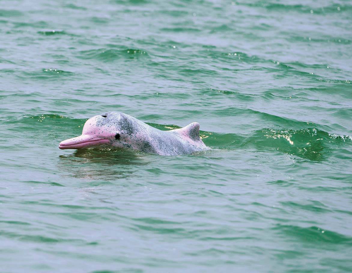 2018年6月10日,在广西钦州市三娘湾海域,一头野生中华白海豚在自由