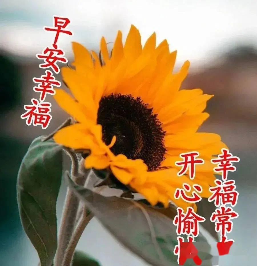 2021早上好漂亮鲜花美女图片带祝福语暖心温馨早安问候祝福图片鲜花带