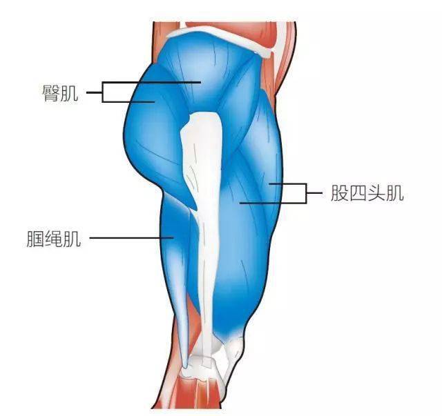 你很可能就是股四头肌拉伤了
