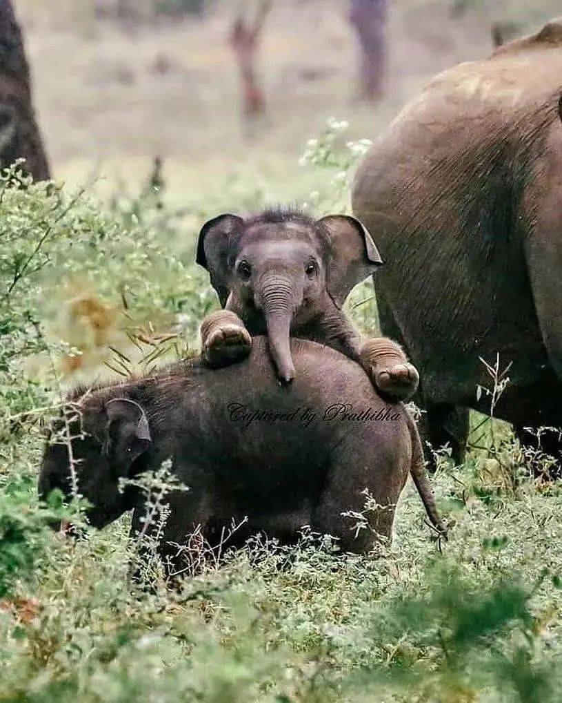 刚出生的小象还不太会走路,只能每次跌倒之后再自己爬起来,一点点走