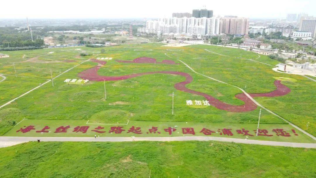 合浦县筹备工作组的要求,于今年4月15日,在四方岭海丝遗址公园内种植