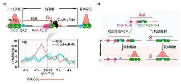 利用基因编辑工具cas9的核酸酶失活形式(dcas9)来阻碍特定基因的转录