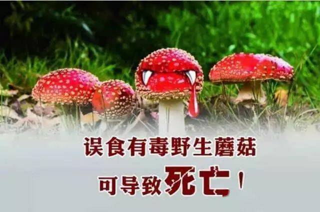 5)家庭聚集性, 80%的中毒发生在家庭,因毒蘑菇中毒家破人亡的案例不时
