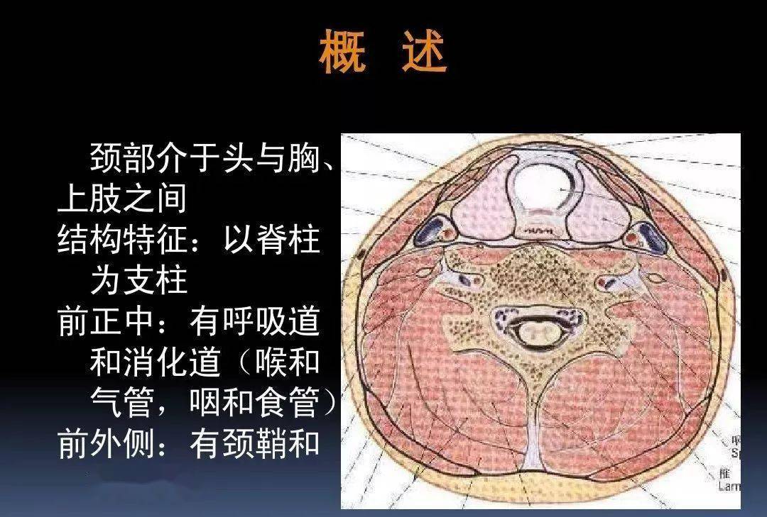 课件3d动画详解颈椎结构颈部解剖