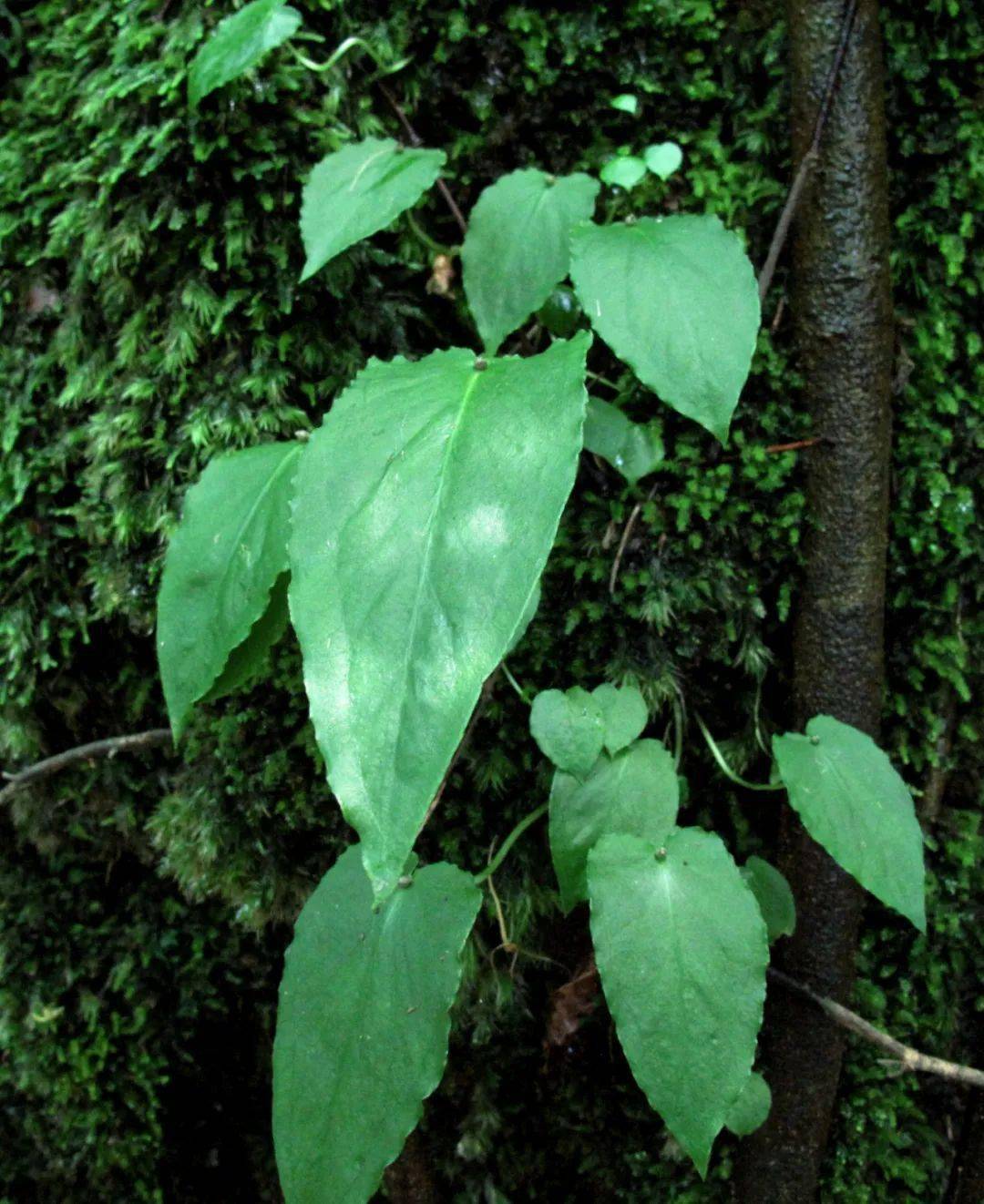 细茎石斛的伴生植物滴水珠,一种喜阴湿的单子叶植物伴生植物三叶崖