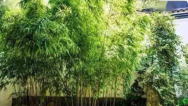 庭院竹子的种植门道,你知道吗?