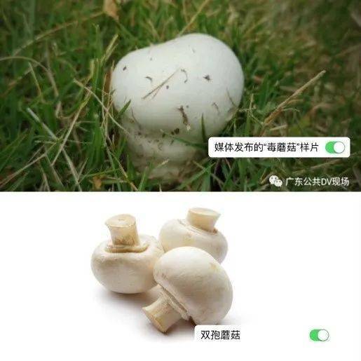 感觉这蘑菇长得"忠厚老实",和常见的那种 双孢蘑菇也差不多.