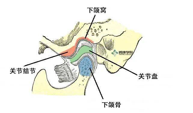 关节韧带确保髁突与关节盘处于正确的位置,颞下颌关节周围的肌肉也起