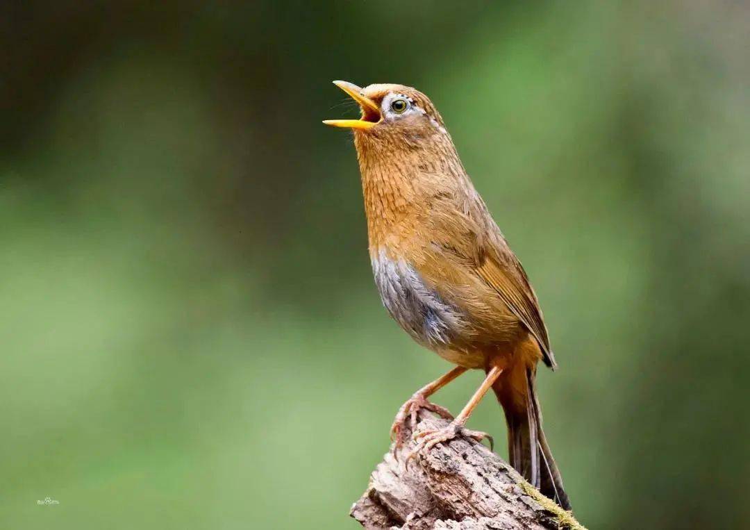 画眉鸟升级成"国保"!贵州野生动物物种数量全国第三
