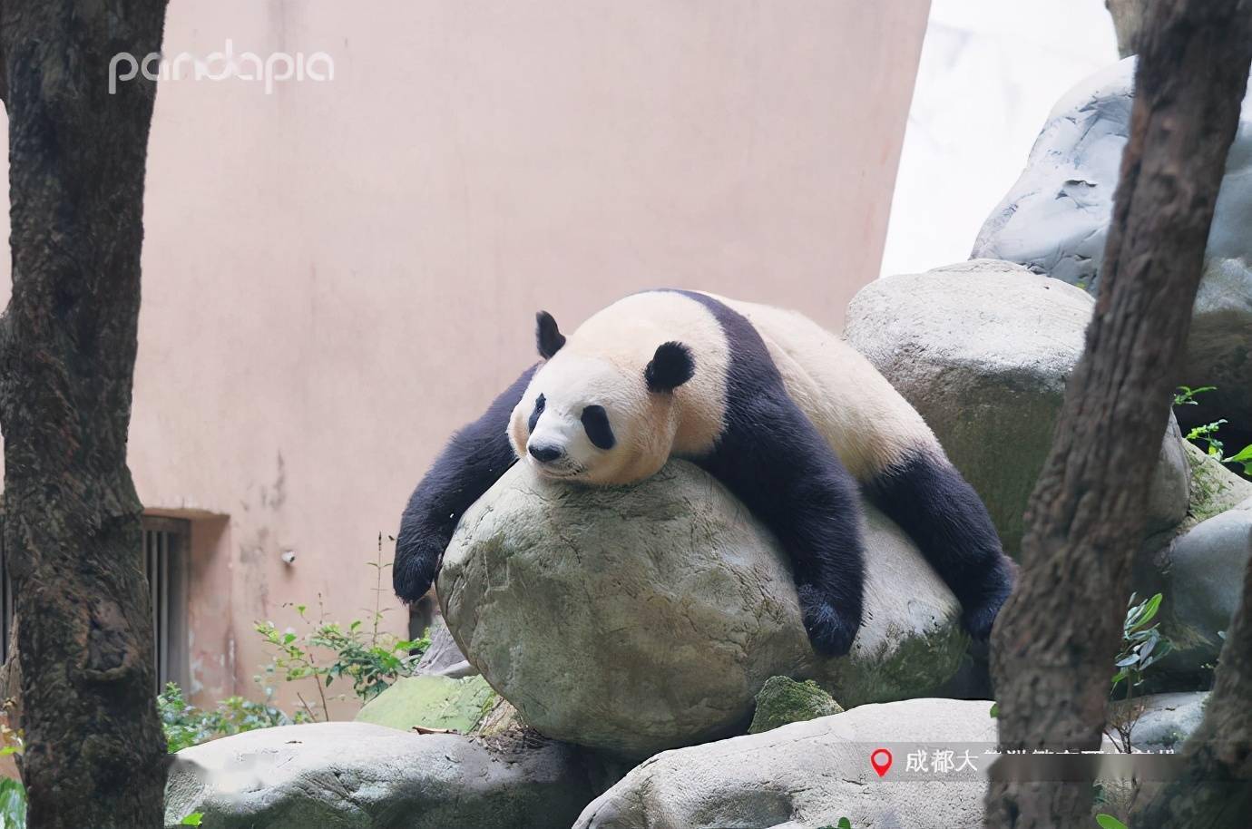 直到最近对比了"福禄"妈跟其他大熊猫的腿,诧异发现这腿的长度还真不