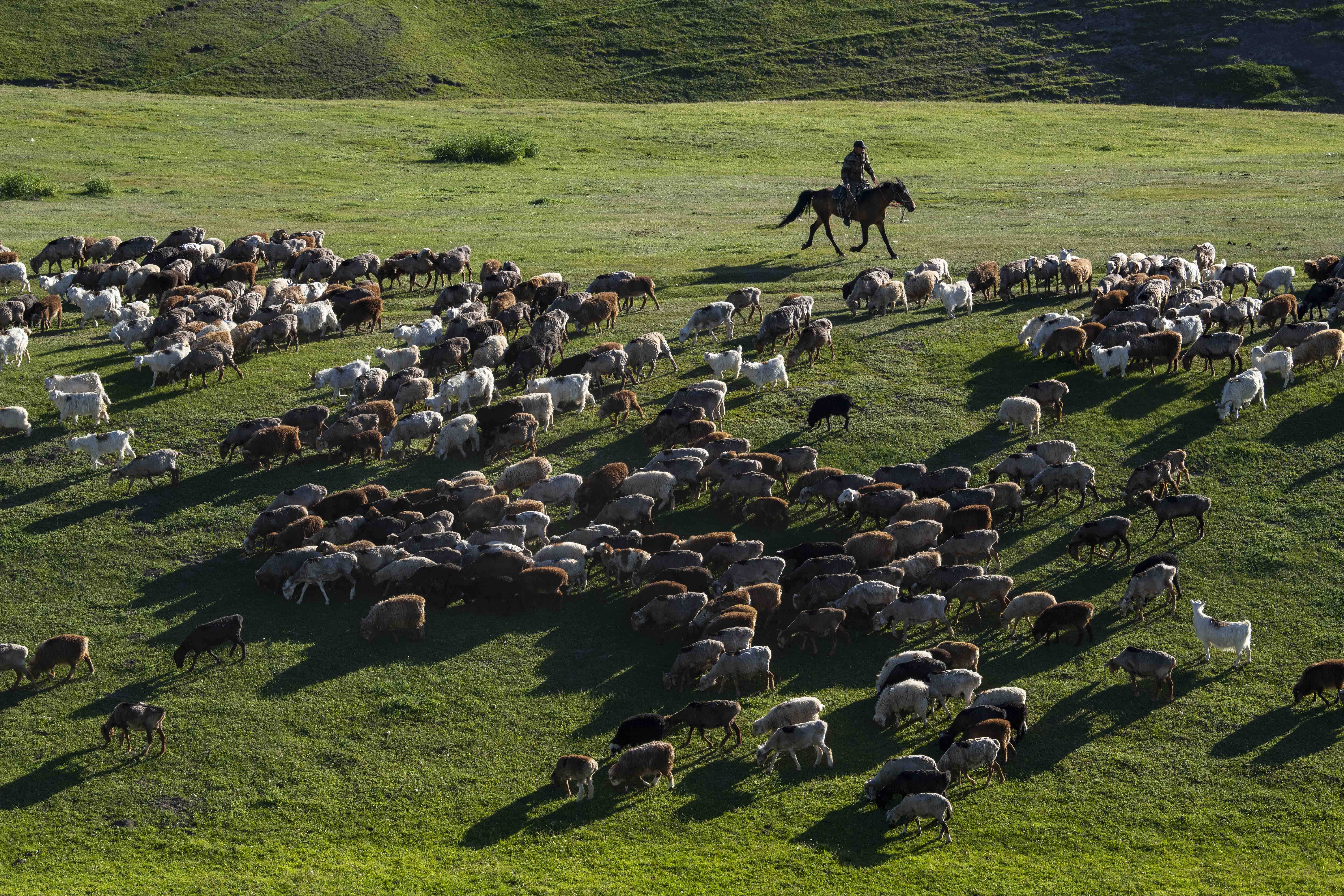 新疆裕民县的牧民在巴尔鲁克山区夏牧场上放牧(6月14日摄).