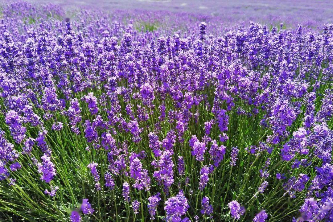 薰衣草每年6月中旬和9月下旬盛开