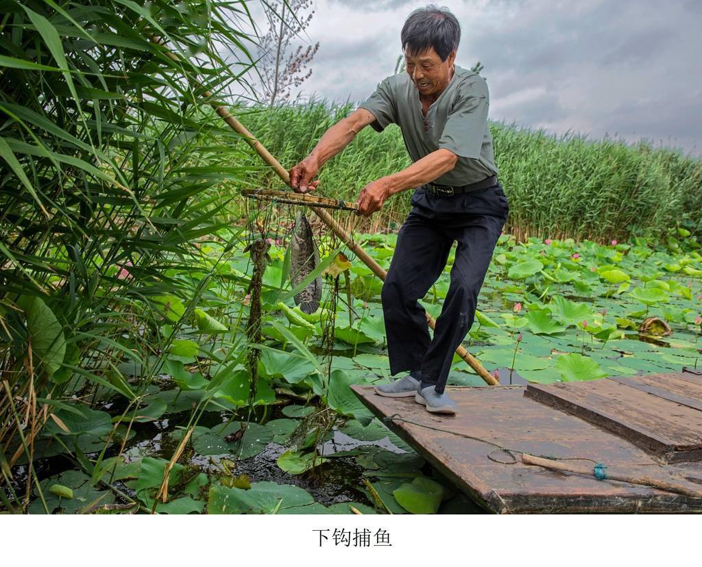 土生土长的水乡人,写了本白洋淀渔猎文化的"百科全书"