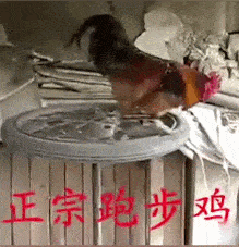 熊猫会举重,狗狗做瑜伽,当动物开始健身后,哈哈哈哈笑