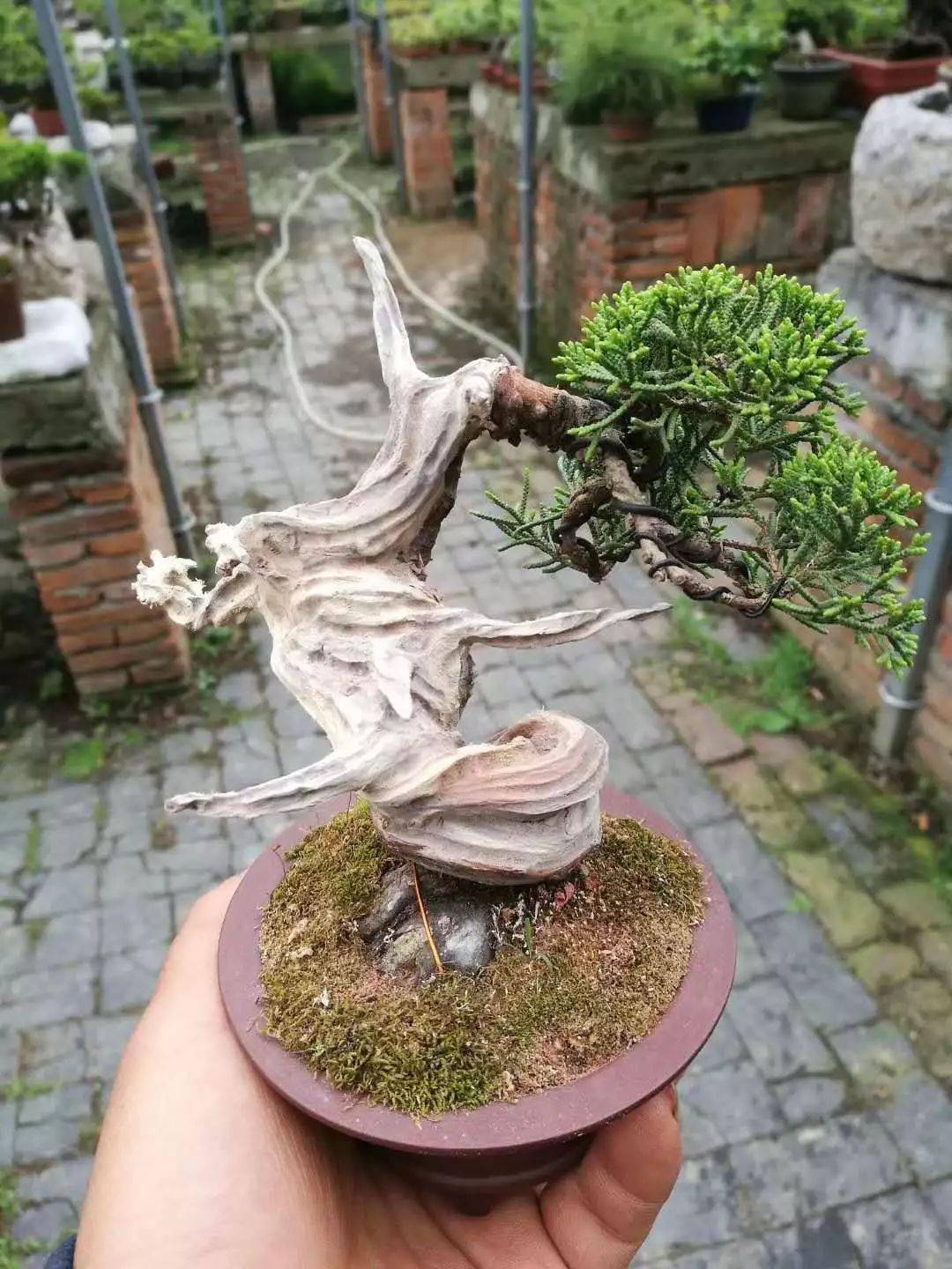 三分钟解决盆景制作呼声最高的问题:定型修剪与金属丝
