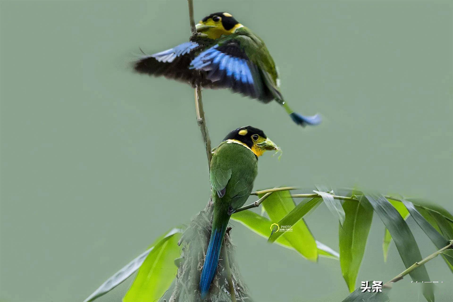 广西弄岗特有的鸟种:长尾阔嘴鸟.杭州翁剑敏/摄影