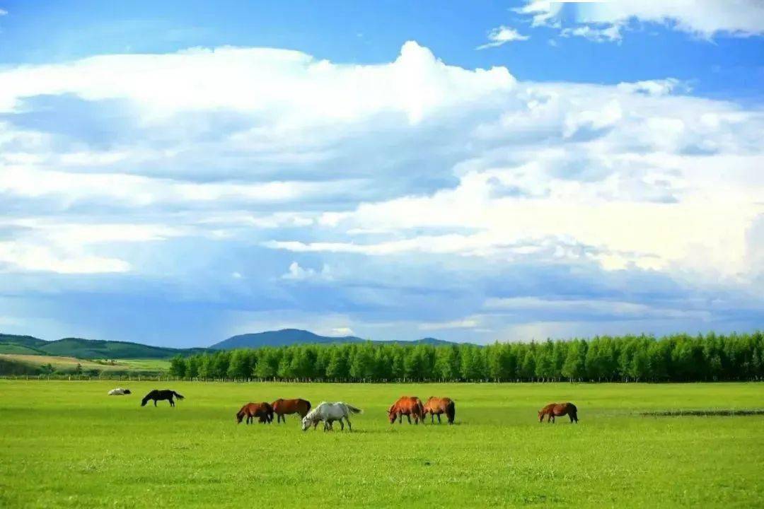 暑假来了,来内蒙古大草原策马奔腾吧!