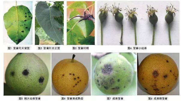 【管理】夏季梨树生长肥水要求高,重点防治黑星病和梨木虱!