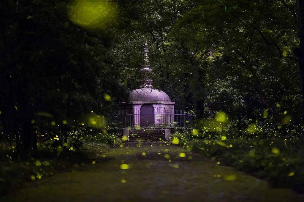 金陵仲夏梦幻萤火虫最强拍摄攻略_灵谷寺