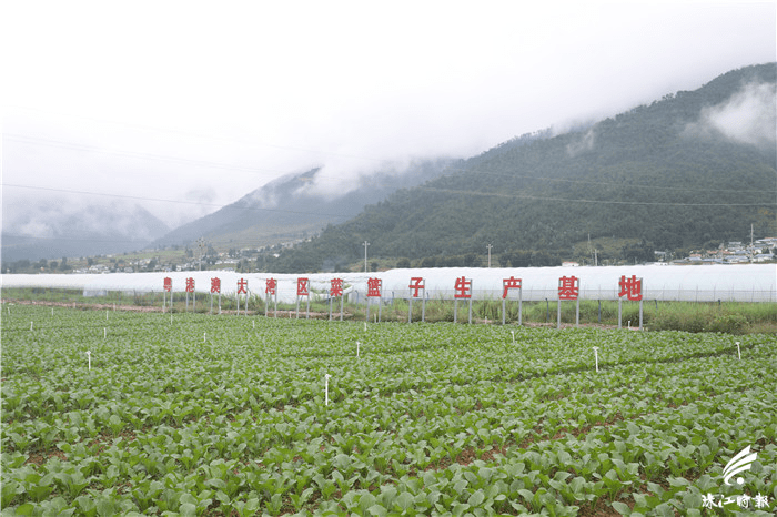 喜德县鲁基乡鲁基村的蔬菜基地被评为凉山首个粤港澳大湾区"菜篮子"