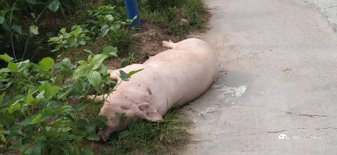 伏虎邻镇一病死猪被丢弃在大路边