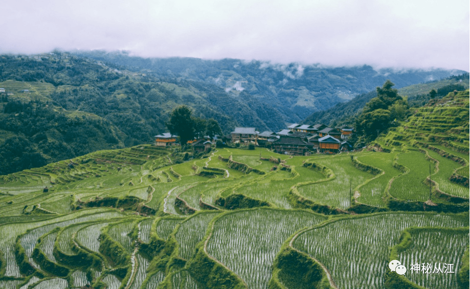 6月份去贵州加榜梯田旅游,吊脚音符从江美景等着你!
